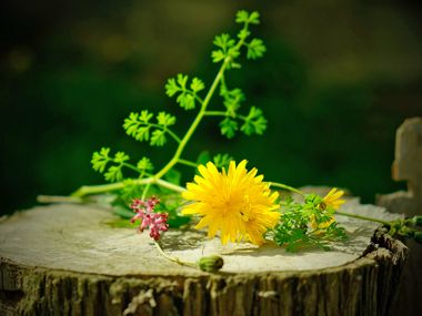 Autumn wild herbs