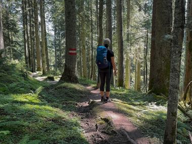 Hiker with blue backpack walking on forest trail. Red-white trail marking visible on tree trunk. Sunlight filters through dense coniferous forest.