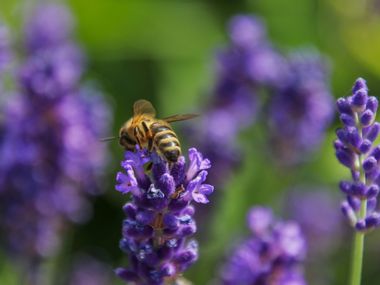Biene sitzt auf einer Lavendelblüte