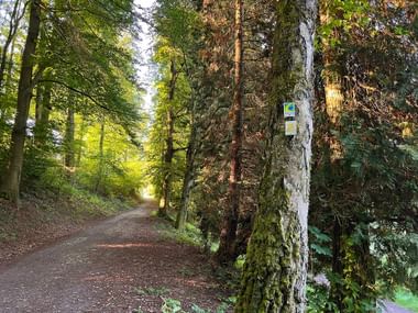 Signpost on the forest path