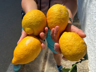 A person holds four lemons in both hands and holds them up to the camera