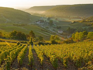 Hiking in the wine region Burgundy