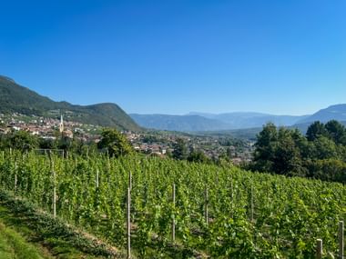 View of the vineyards in Kaltern