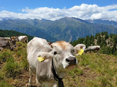 Hirzer Passeiertal Aussicht Kühe mit gelben Ohrmarken