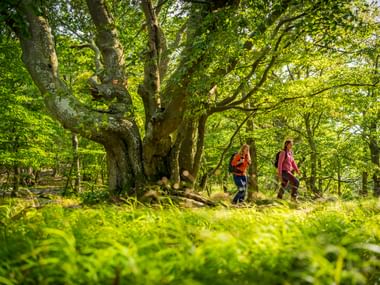 Zwei Wanderer mit Rucksäcken gehen durch üppigen grünen Wald mit Farnen und großen alten Bäumen auf dem Skåneleden bei Stenshuvud.