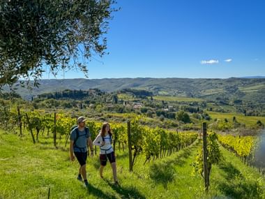 Zwei Wanderer mit Rucksäcken gehen durch grüne Weinreben in Panzano, Toskana. Hügelige Landschaft und Olivenbäume rahmen die sonnige Szenerie.