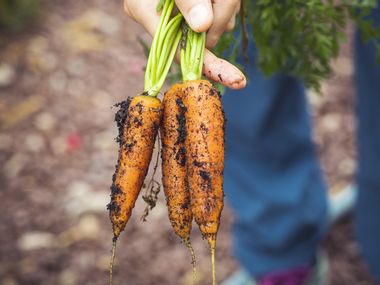 Vegetables from the own garden