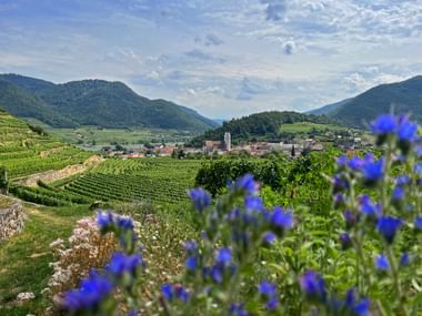 Blick auf das Dorf Spitz im Wachau-Tal mit terrassierten Weingärten, Bergen und blauen Wildblumen im Vordergrund unter bewölktem Himmel.