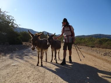 Employee Florian with donkeys on the hiking trail