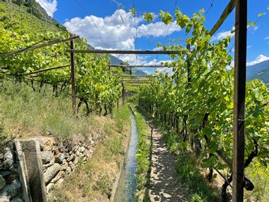 Ein typischer schmaler Steig in einem Weingarten, der entlang eines kleines Wasserlaufes geht