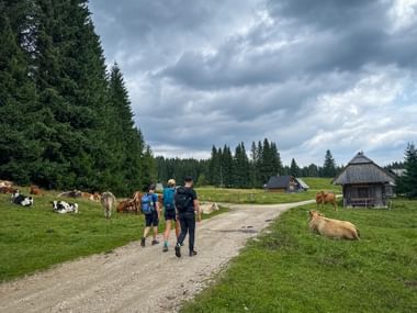 Drei Wanderer mit Rucksäcken auf Schotterweg durch die Pokljuka-Hochebene mit weidenden Kühen, Holzhütten und Wald unter bewölktem Himmel.