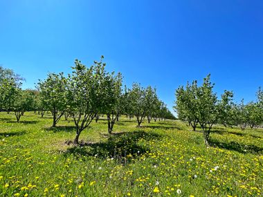 Hazelnut groves