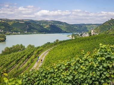 Der Rheinsteig bei Lorch am Rhein Der Rheinsteig bei Lorch am Rhein