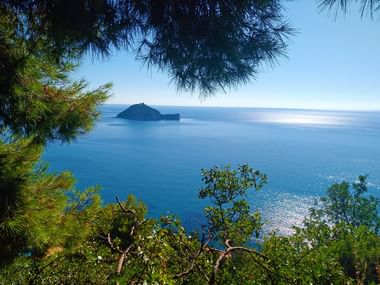 Scenic view of turtle-shaped island in blue Mediterranean Sea framed by pine branches and coastal vegetation from elevated viewpoint.