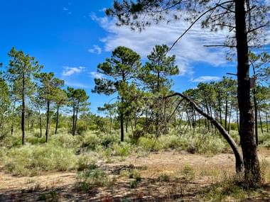 Pinienbäume im Nationalpark Vila Real de San António