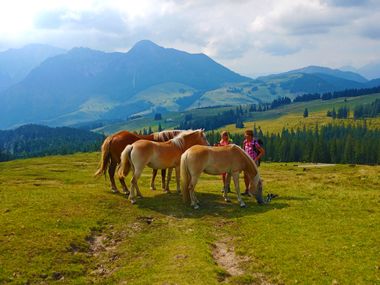 Pferde am Wanderweg im Salzkammergut