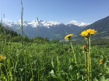 Blumen und schneebedeckte Gipfel