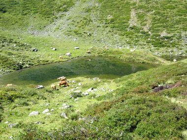 Kühe auf der Alm in den Pinzgauer Grasbergen