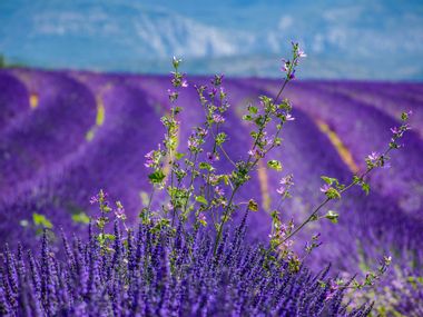 Blühendes Lavendelfeld, lilafarbene Landschaft
