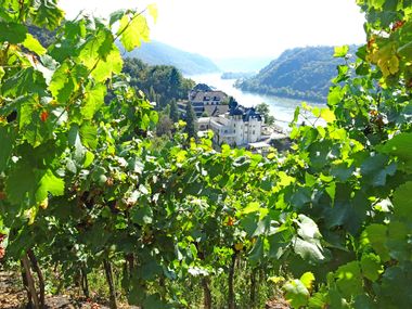 Vineyards at your hiking holiday on the Rhine