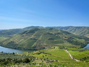 Panoramablick auf das Douro-Tal bei Castedo mit terrassierten Weinbergen auf sanften Hügeln neben dem gewundenen Douro-Fluss unter blauem Himmel.