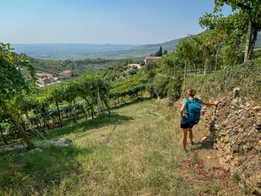 Hiker enjoys the view of vineyards