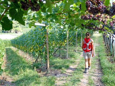 Wandern ohne Gepäck durch die Weingärten der südlichen Weinstraße