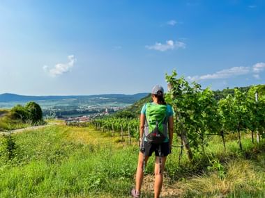 Hiker in Krems with a view of the vineyards