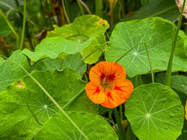 Nasturtium Eurohike Walking Holidays