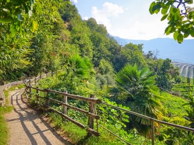 Hiking trail surrounded by palm trees