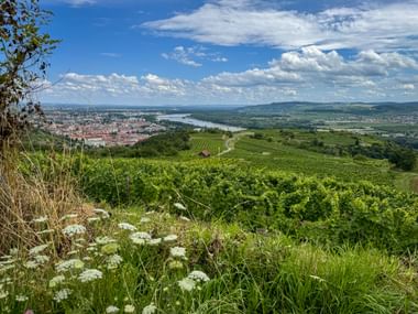 Panoramablick auf grüne Weingärten auf sanften Hügeln bei Krems mit Donau und Stadt in der Ferne unter blauem Himmel.