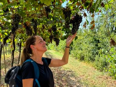 Wanderin mit Rucksack greift nach dunklen Trauben an Weinreben in einem sonnigen Weinberg in Burgund und lächelt dabei nach oben.