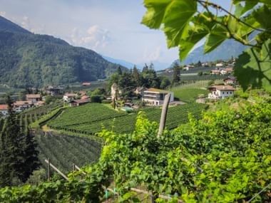 Panoramic view of terraced vineyards in Algund near Oberplars, South Tyrol, with traditional houses and forested mountains in the background.