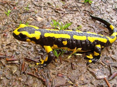 Fire Salamander in the Alps