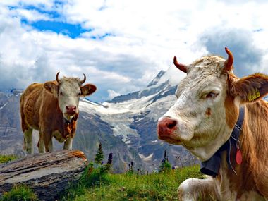Kühe mit Bergen im Hintergrund