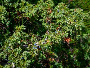 Juniper