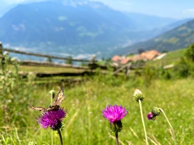 Flowers and butterfly with a view
