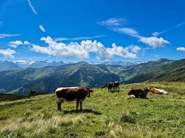 Braune und weiße Kühe grasen auf einer grünen Almwiese bei Bramberg im Pinzgau mit Bergketten und blauem Himmel im Hintergrund.