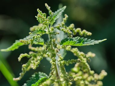 Nettle seeds