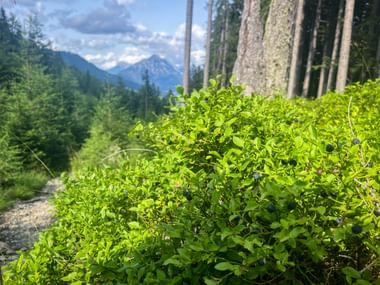Blueberries on the E5 Landeck Pitztal Imsterberg