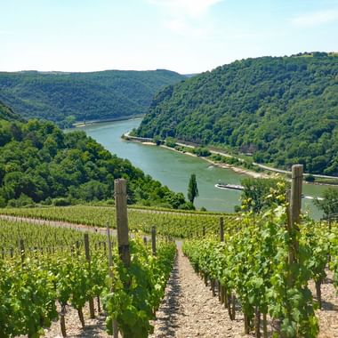 Wanderreise Rheinsteig mit Panoramablick
