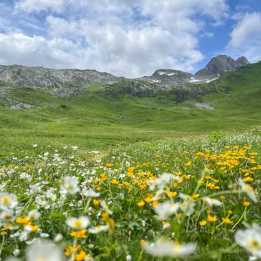 Blooming alpine meadow with white and yellow wildflowers in the foreground, green hills and rocky mountain peaks under a blue sky.