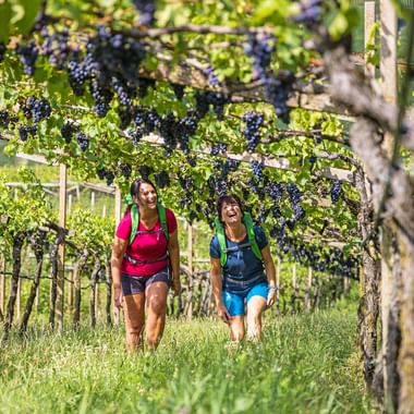 Two female hikers in the middle of a vineyard with hanging red grapes