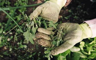Gardening makes happy