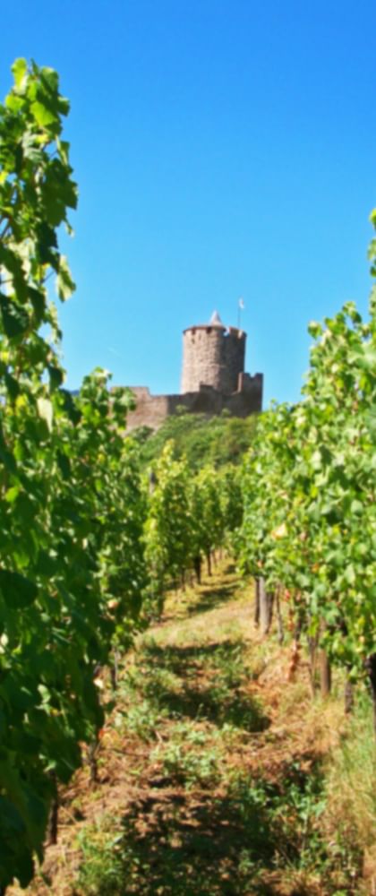 Burg Kaysersberg umgeben von Weinreben