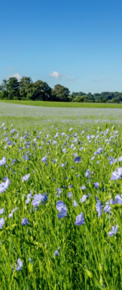 Flachsfeld in der Normandie