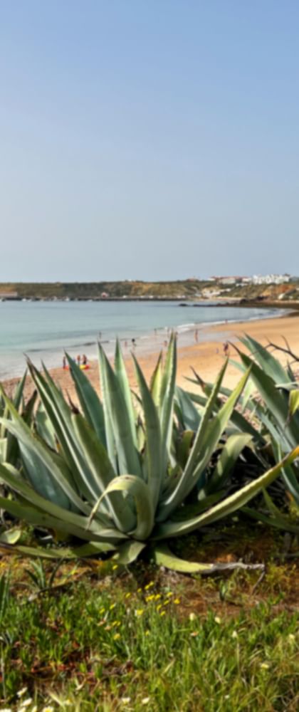 Agaves at the Praia do Martinhal