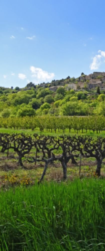 View over vineyards to Lacoste