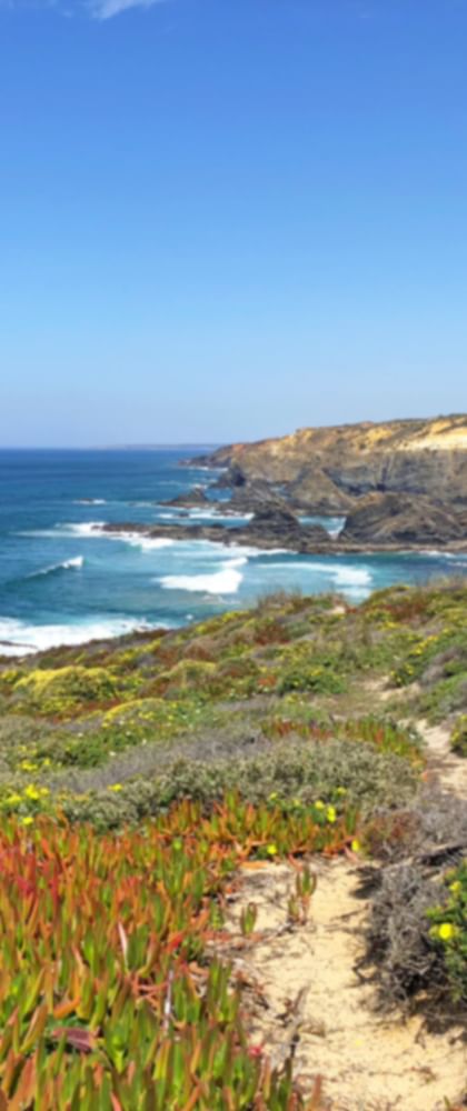 Coastal hiking trail past wildflowers along the Rota Vicentina