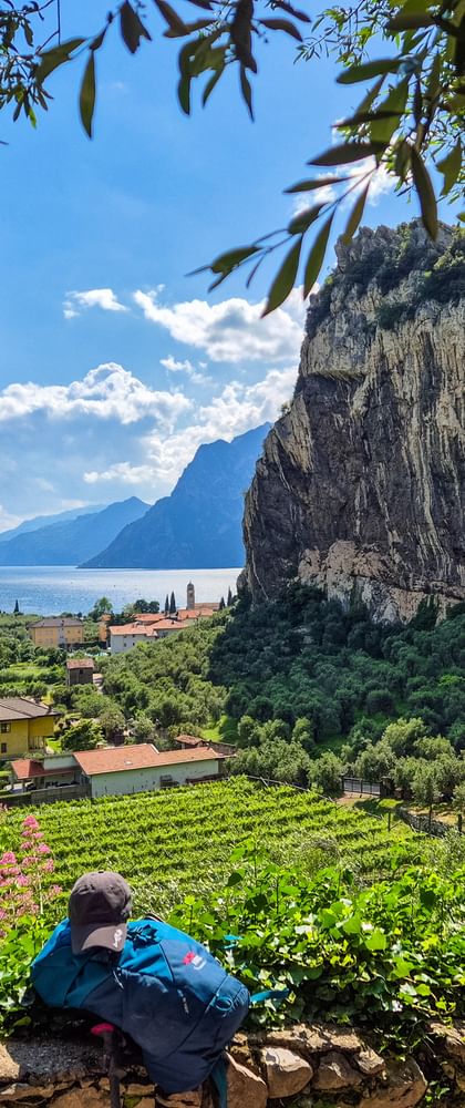 Blick auf Weinberg in Italien